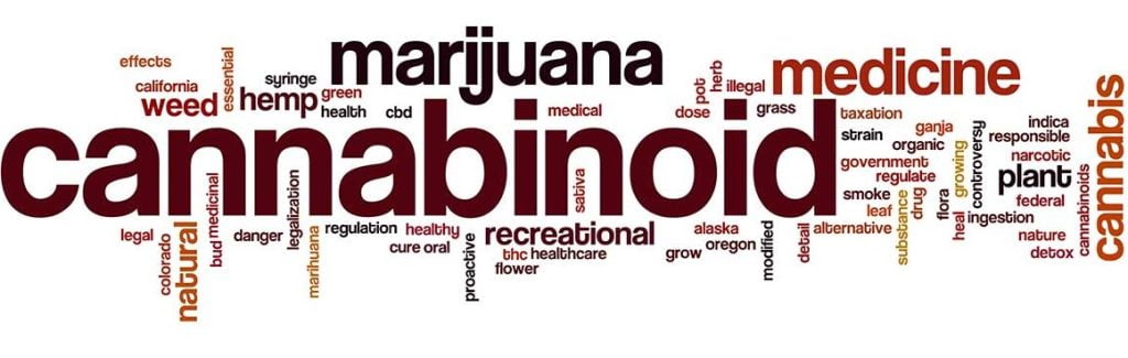 חדשות CBD מהעולם