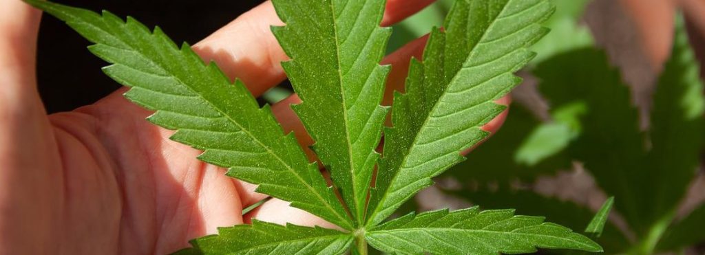 CBD בישראל