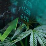 שוק ה-CBD 2024